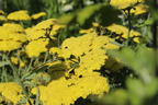 Goldquirl-Garbe 'Schwellenburg' - Achillea clypeolata 'Schwellenburg'