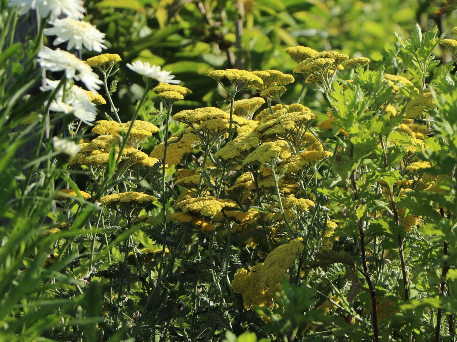 Goldquirl-Garbe 'Schwellenburg' - Achillea clypeolata 'Schwellenburg'