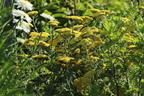 Goldquirl-Garbe 'Schwellenburg' - Achillea clypeolata 'Schwellenburg'