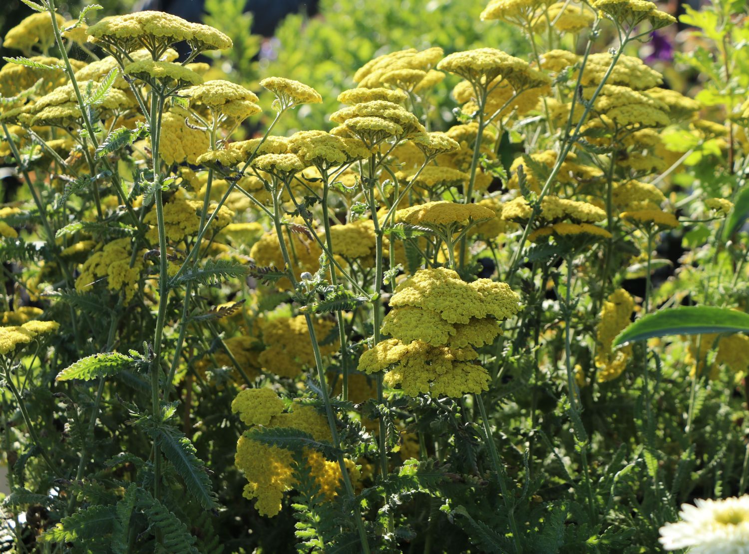 Goldquirl-Garbe 'Schwellenburg' - Achillea clypeolata 'Schwellenburg'