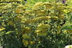 Goldquirl-Garbe 'Schwellenburg' - Achillea clypeolata 'Schwellenburg'