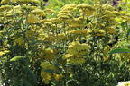 Goldquirl-Garbe 'Schwellenburg' - Achillea clypeolata 'Schwellenburg'