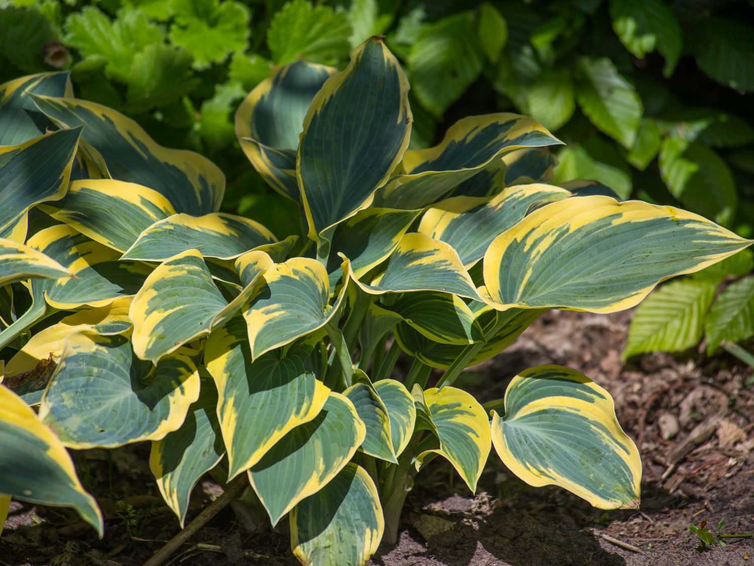 Goldrand Funkie 'First Frost'