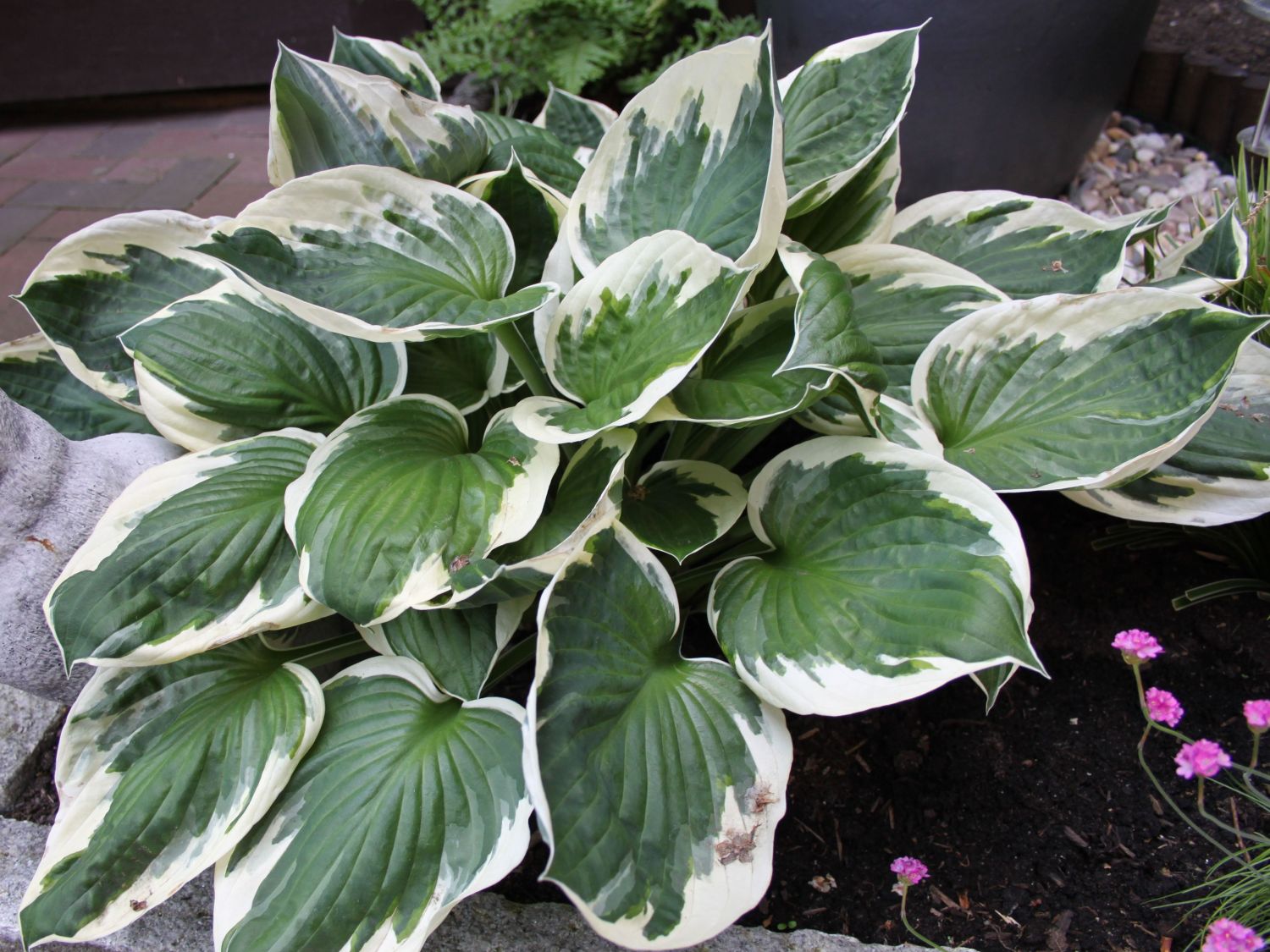 Weißrand-Funkie 'Patriot'