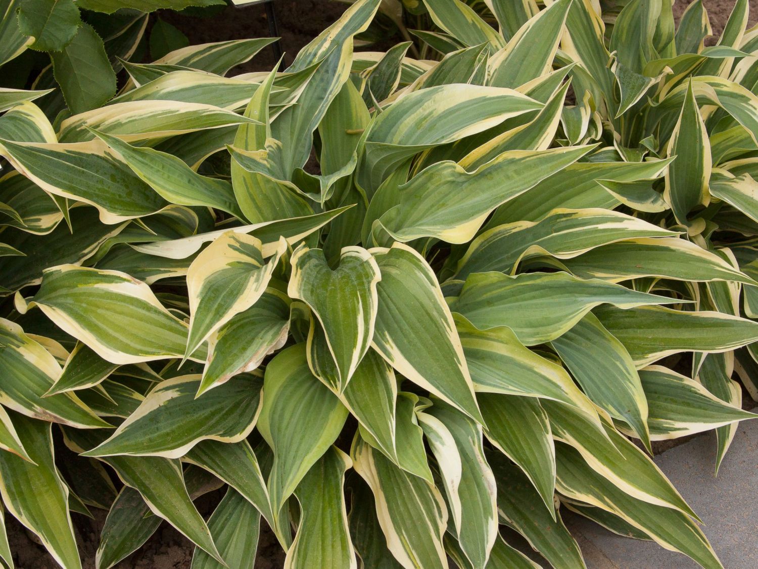 Goldrand-Funkie 'Wolverine'