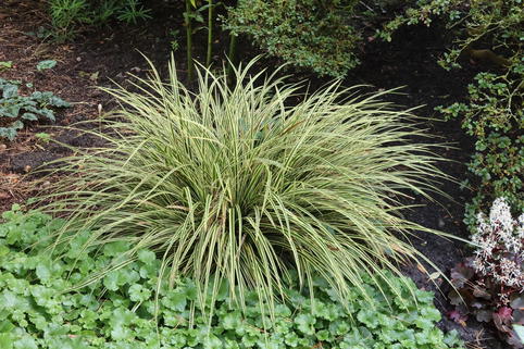 Goldrandige Japan-Segge 'Goldband' - Carex morrowii 'Goldband'