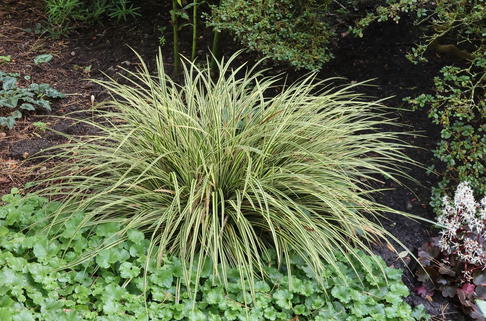Goldrandige Japan-Segge 'Goldband' - Carex morrowii 'Goldband'