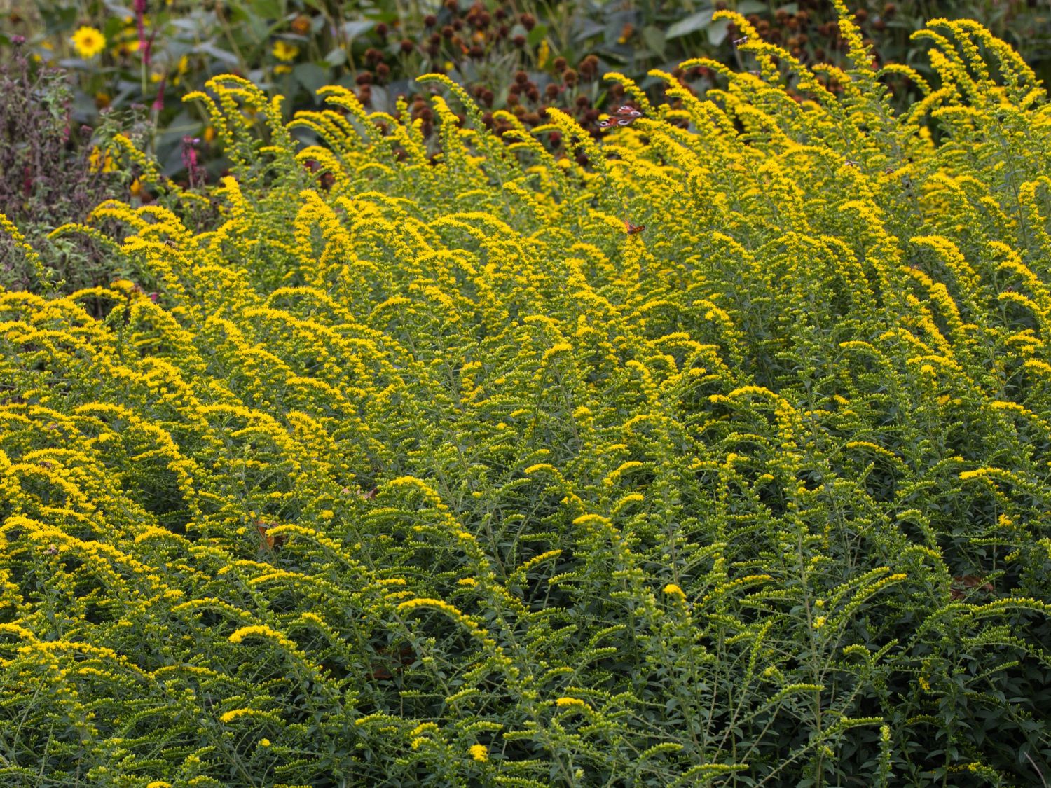 Goldruten (Solidago)