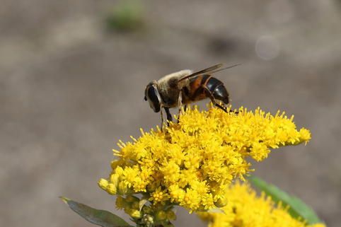 Goldrute 'Golden Dwarf' - Solidago x cultorum 'Golden Dwarf'
