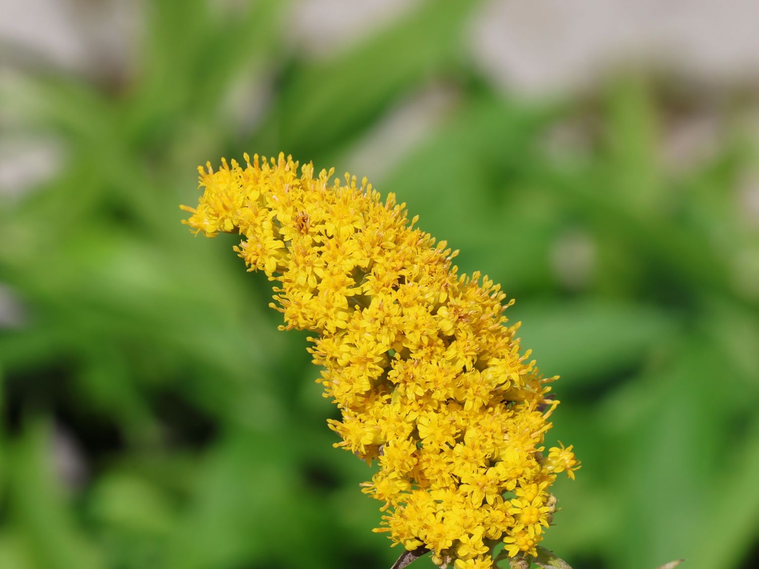 Goldrute 'Golden Dwarf' - Solidago x cultorum 'Golden Dwarf'