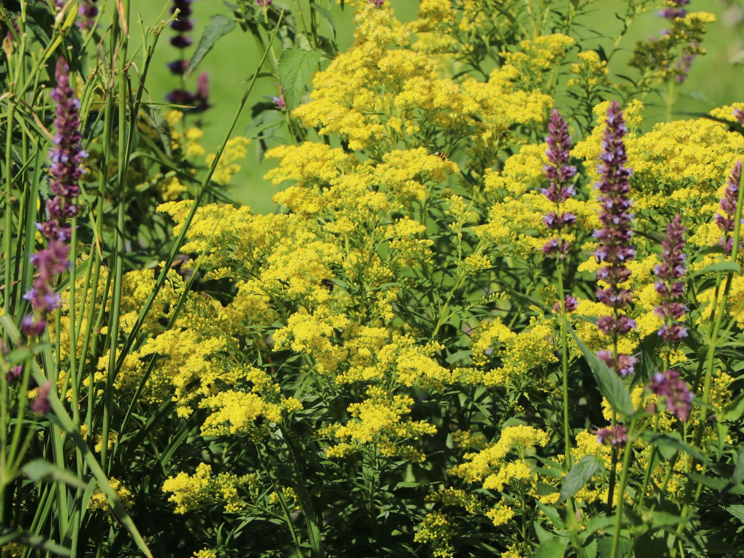 Solidaster (Solidaster)