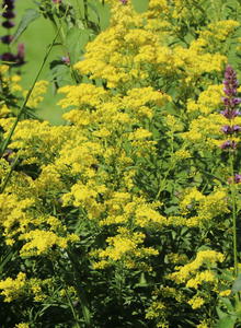 Solidaster (Solidaster)