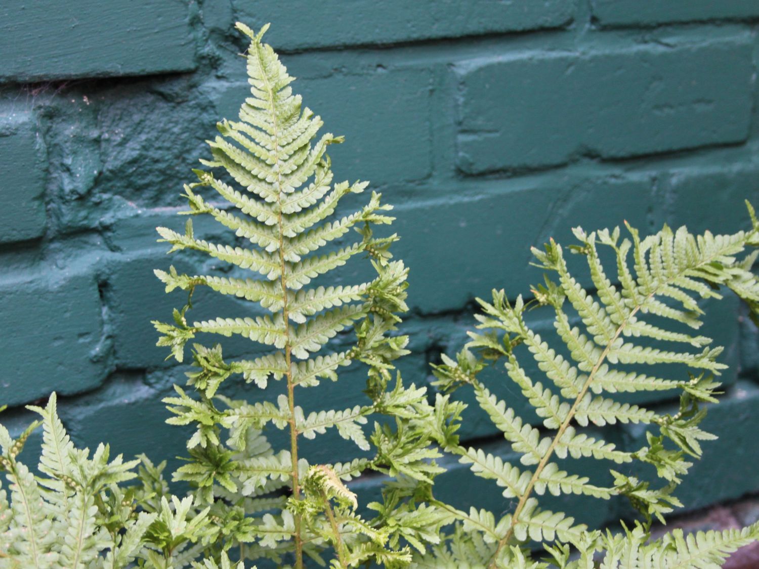 Goldschuppenfarn 'Cristata The King'