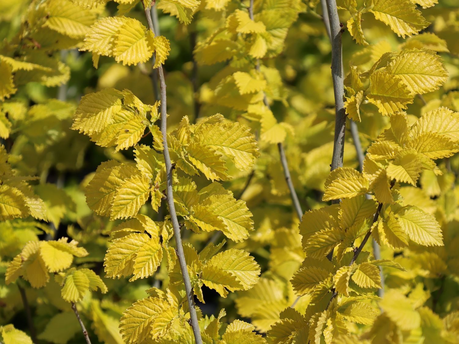 Goldulme 'Wredei' Ulmus x hollandica 'Wredei' Baumschule Horstmann