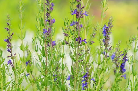 Grannen-Ysop - Hyssopus officinalis subsp. aristatus