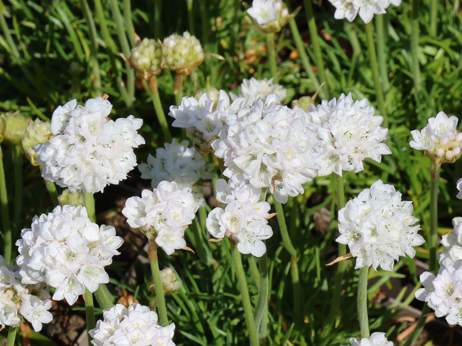 Grasnelke 'Abbey White'