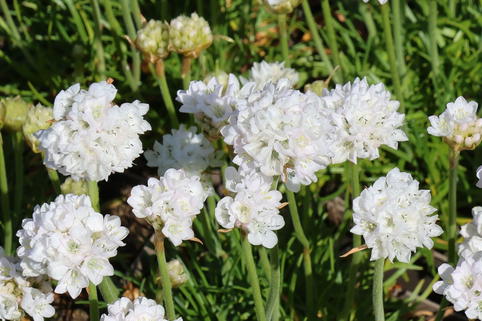 Grasnelke 'Abbey White' - Armeria maritima 'Abbey White'