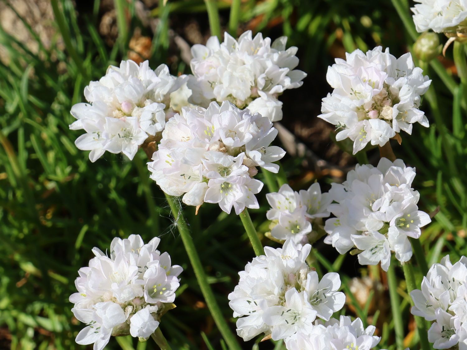 Grasnelke 'Abbey White' - Armeria maritima 'Abbey White'