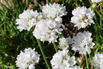 Grasnelke 'Abbey White' - Armeria maritima 'Abbey White'