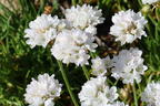 Grasnelke 'Abbey White' - Armeria maritima 'Abbey White'
