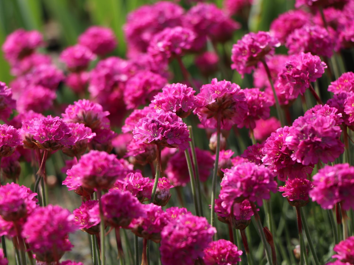Grasnelke 'Düsseldorfer Stolz' - Armeria maritima 'Düsseldorfer Stolz'