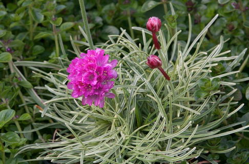 Grasnelke 'Nifty Thrifty' - Armeria maritima 'Nifty Thrifty'