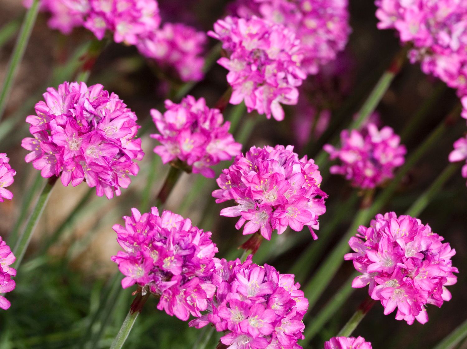 Grasnelke 'Rosea Compacta' - Armeria maritima 'Rosea Compacta'