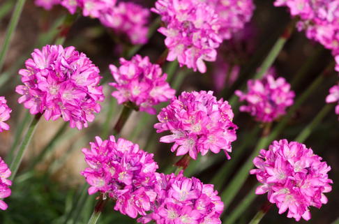 Grasnelke 'Rosea Compacta' - Armeria maritima 'Rosea Compacta'