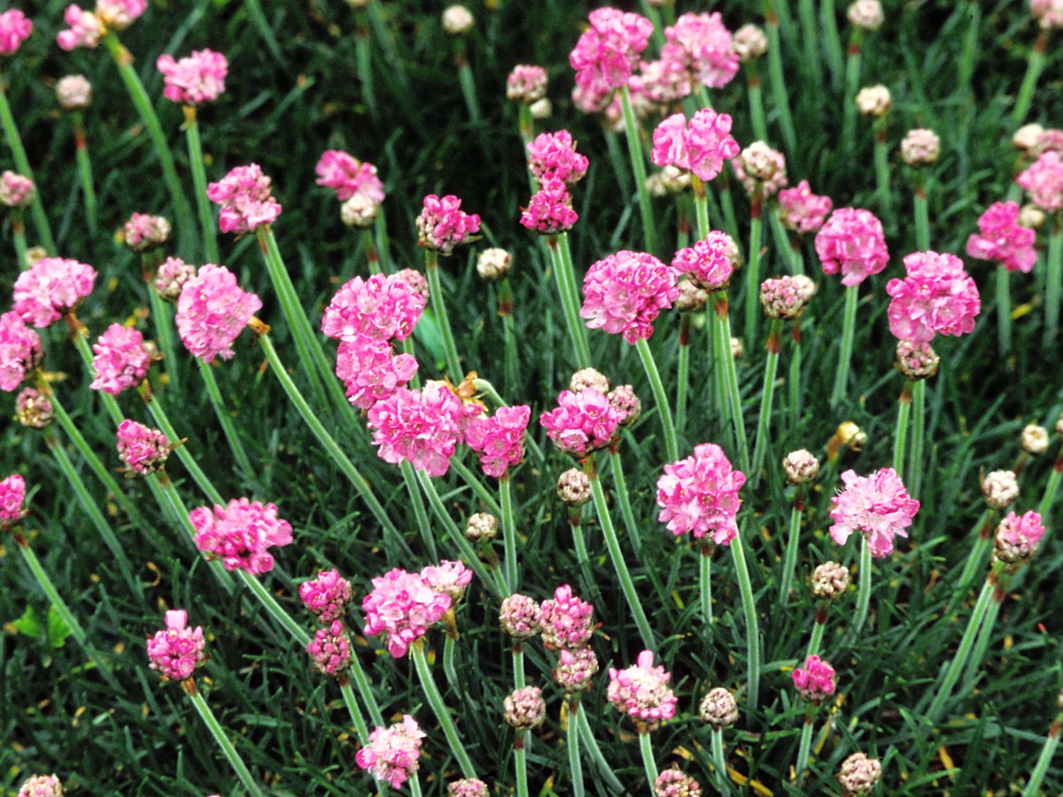 Grasnelken (Armeria)
