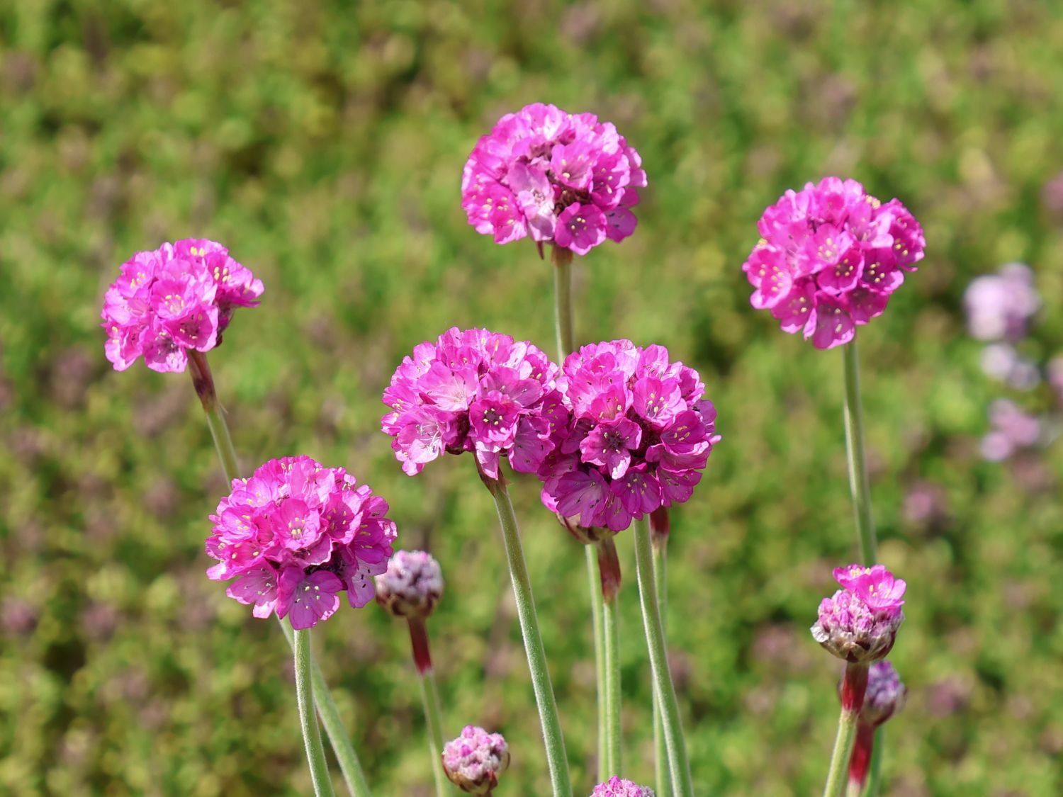 Grasnelke 'Splendens Perfecta'