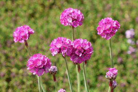 Grasnelke 'Splendens Perfecta' - Armeria maritima 'Splendens Perfecta'