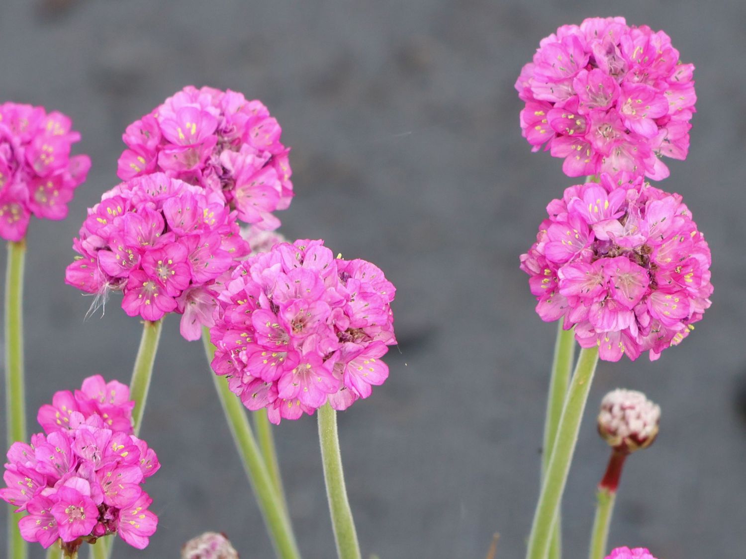 Grasnelke 'Splendens Perfecta' - Armeria maritima 'Splendens Perfecta'