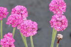 Grasnelke 'Splendens Perfecta' - Armeria maritima 'Splendens Perfecta'