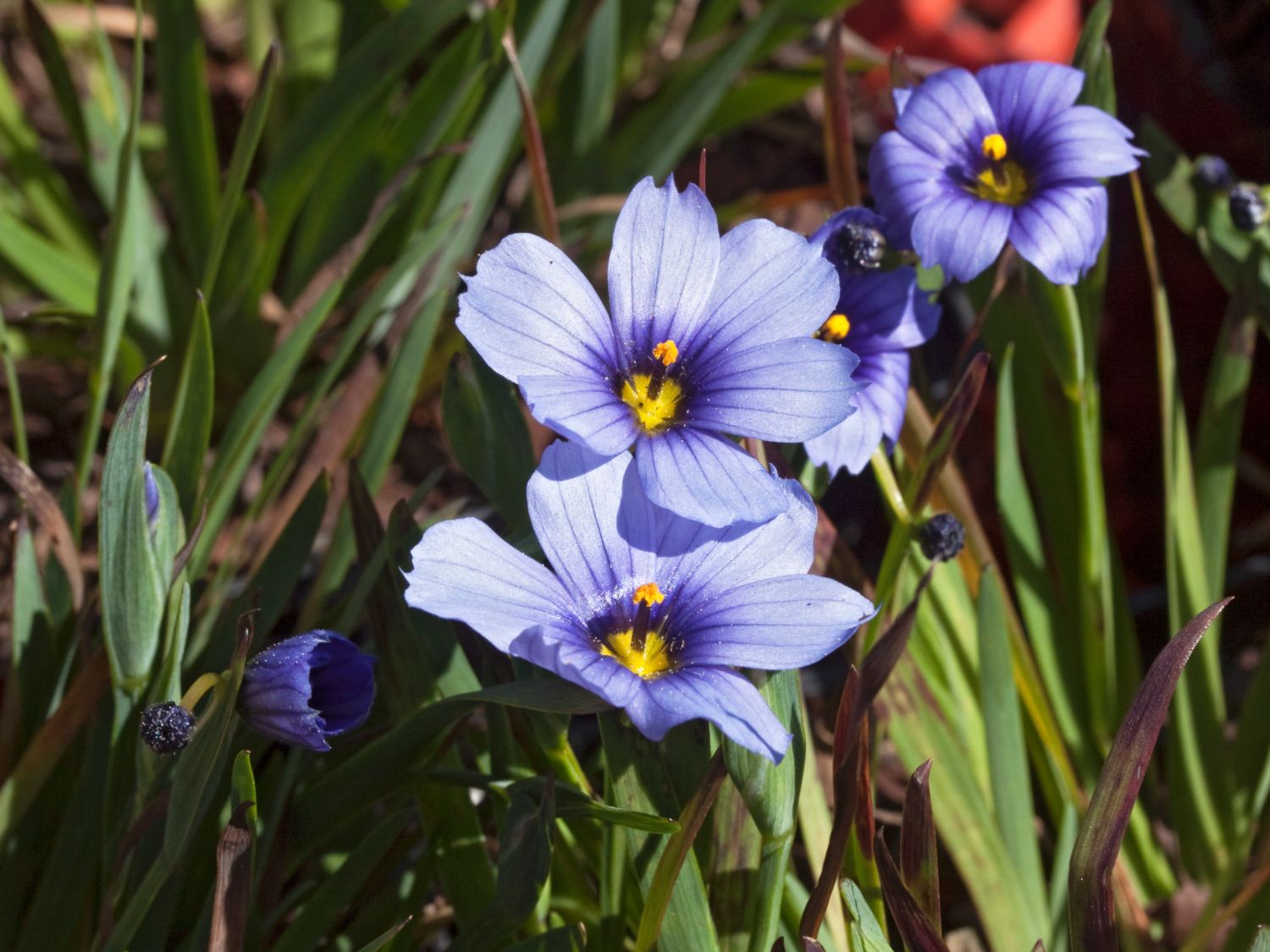Grasschwertel (Sisyrinchium)