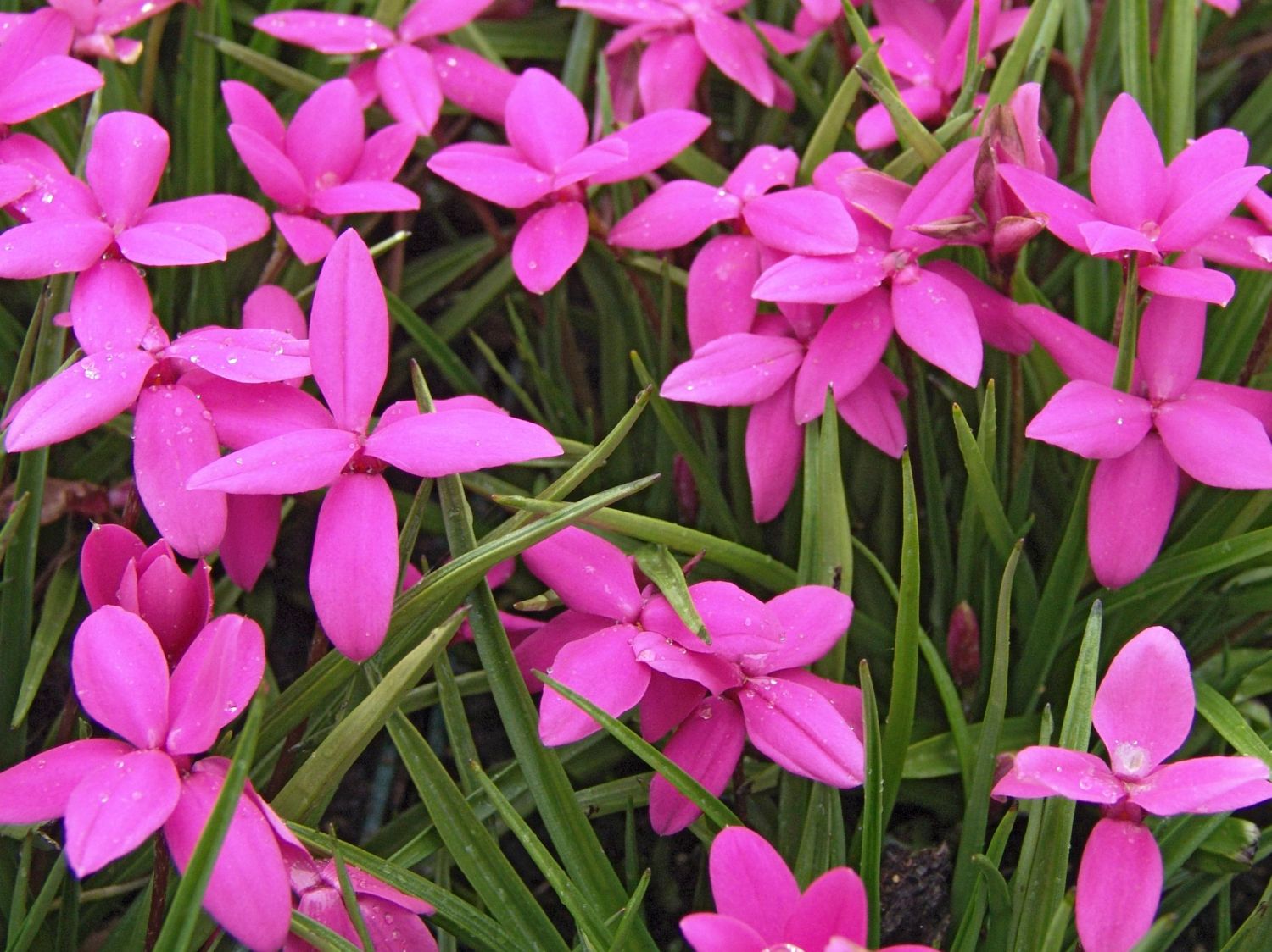 Rhodohypoxis (Rhodohypoxis)