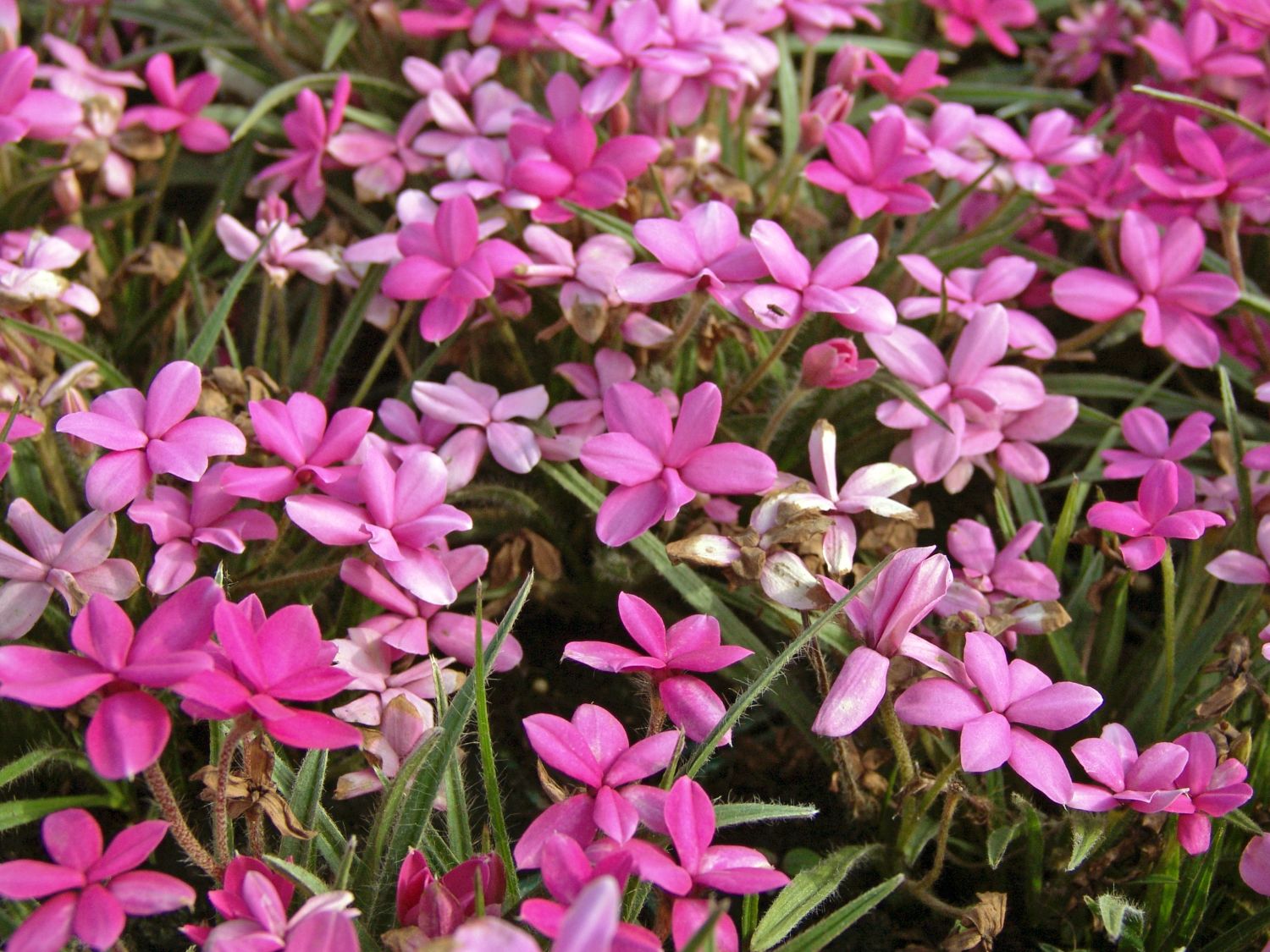 Grasstern 'Douglas' - Rhodohypoxis baurii 'Douglas'