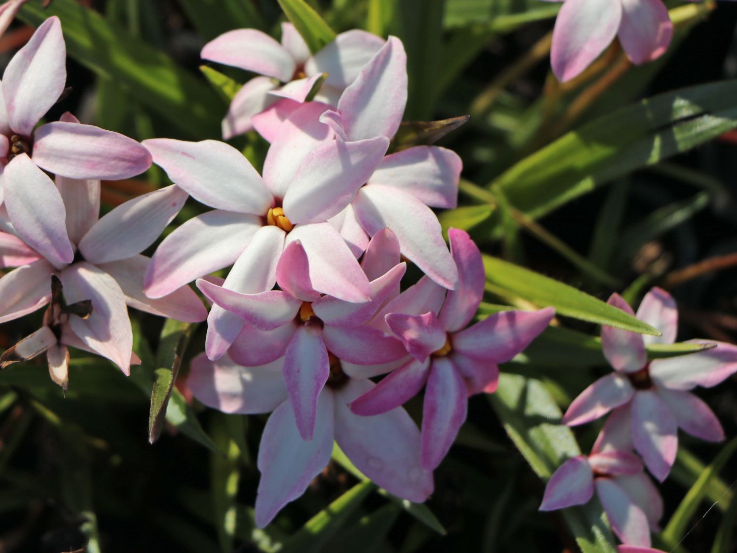 Grasstern 'Fairy Kisses' ®