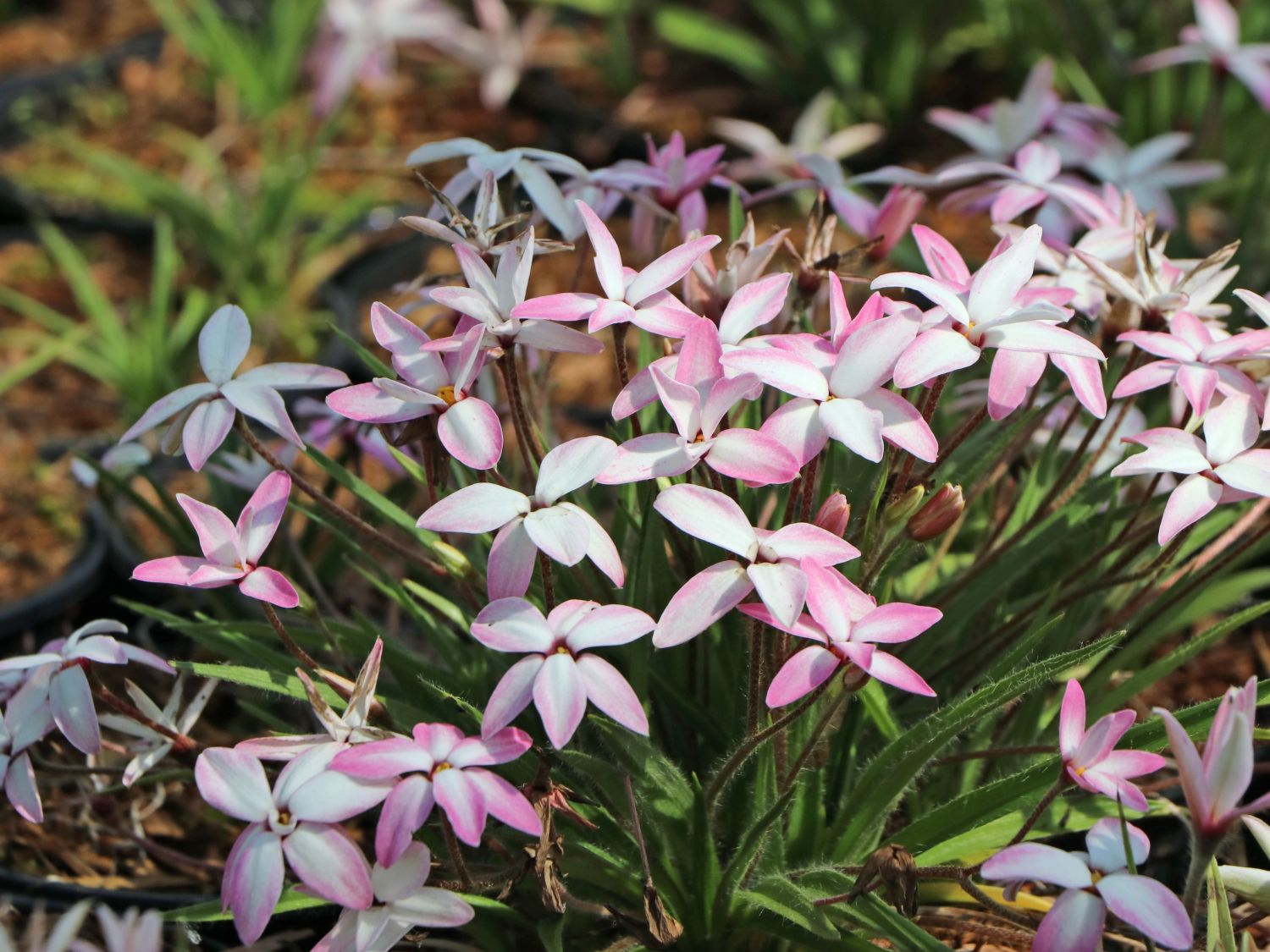 x Rhodoxis (x Rhodoxis)