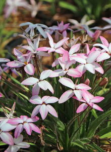 x Rhodoxis (x Rhodoxis)