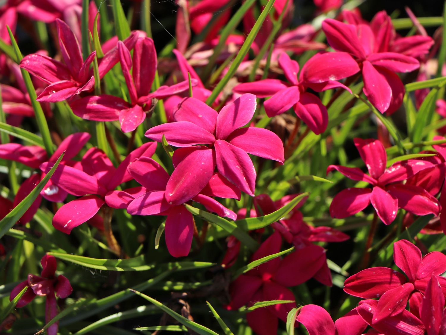 Grasstern 'Fairytale'