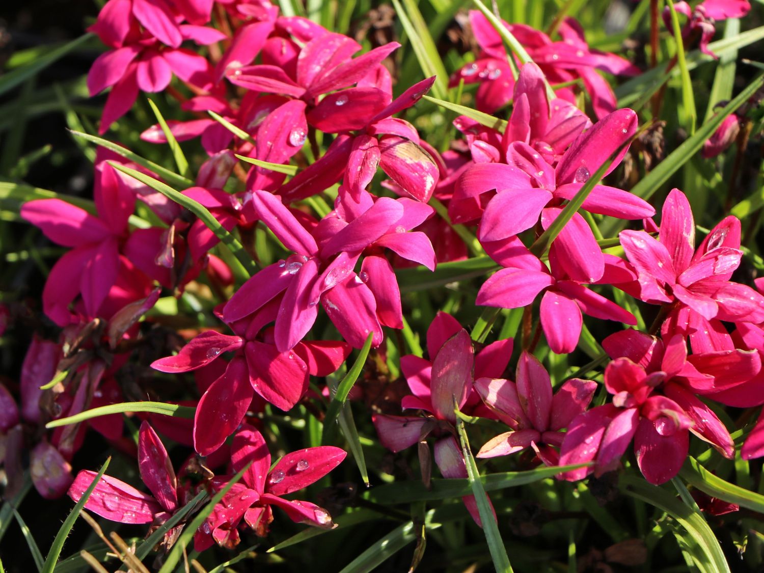 Grasstern 'Fairytale' - x Rhodoxis 'Fairytale'