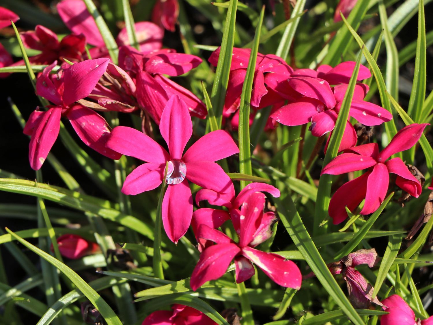 Grasstern 'Fairytale' - x Rhodoxis 'Fairytale'