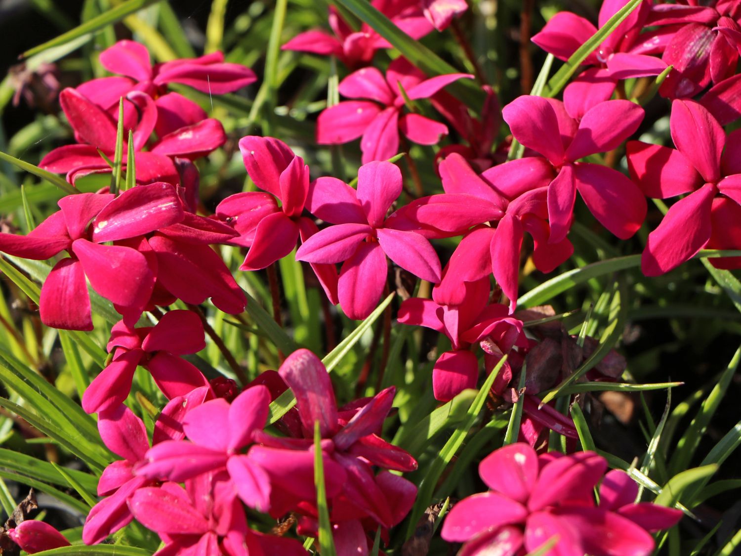 Grasstern 'Fairytale' - x Rhodoxis 'Fairytale'