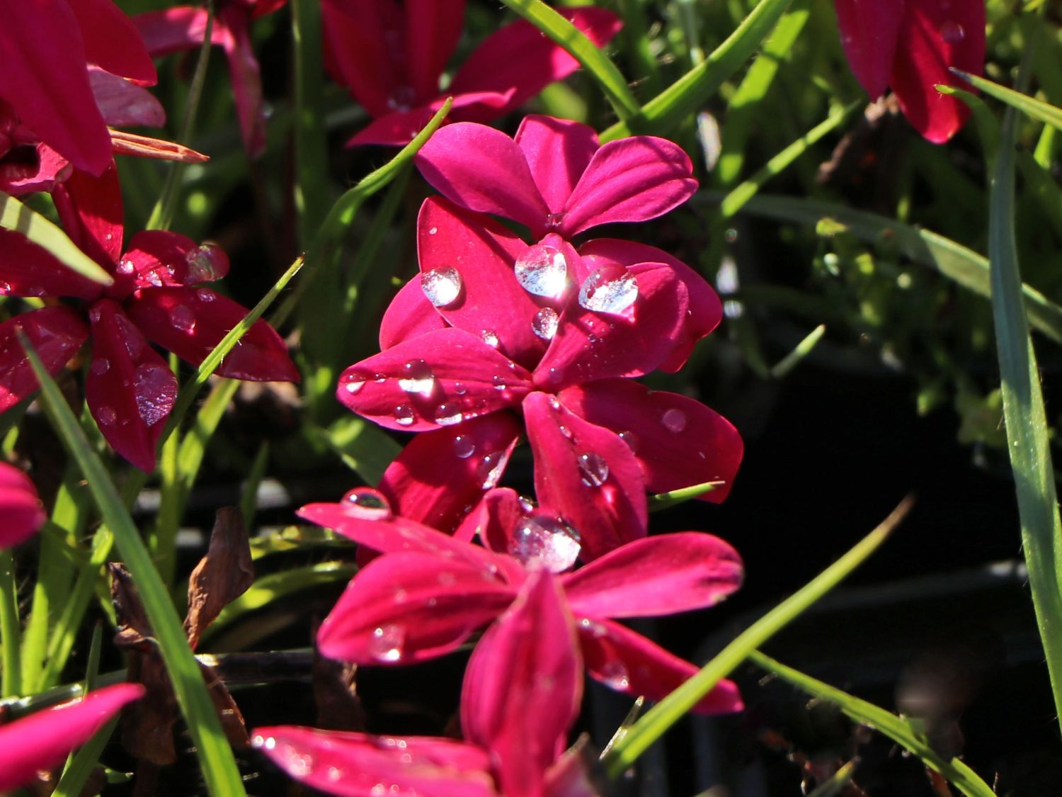 Grasstern 'Fairytale' - x Rhodoxis 'Fairytale'