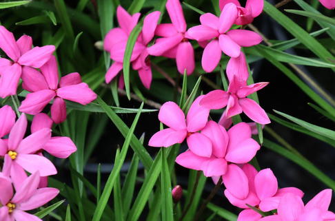 Grasstern 'Hebron Farm Cerise' - Rhodohypoxis baurii 'Hebron Farm Cerise'