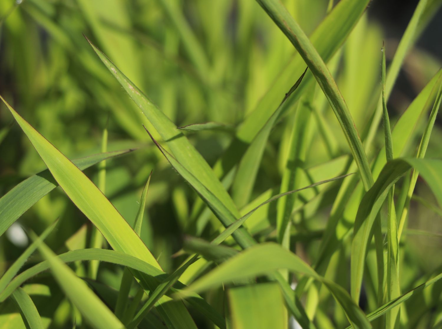 Spodiopogon (Spodiopogon)