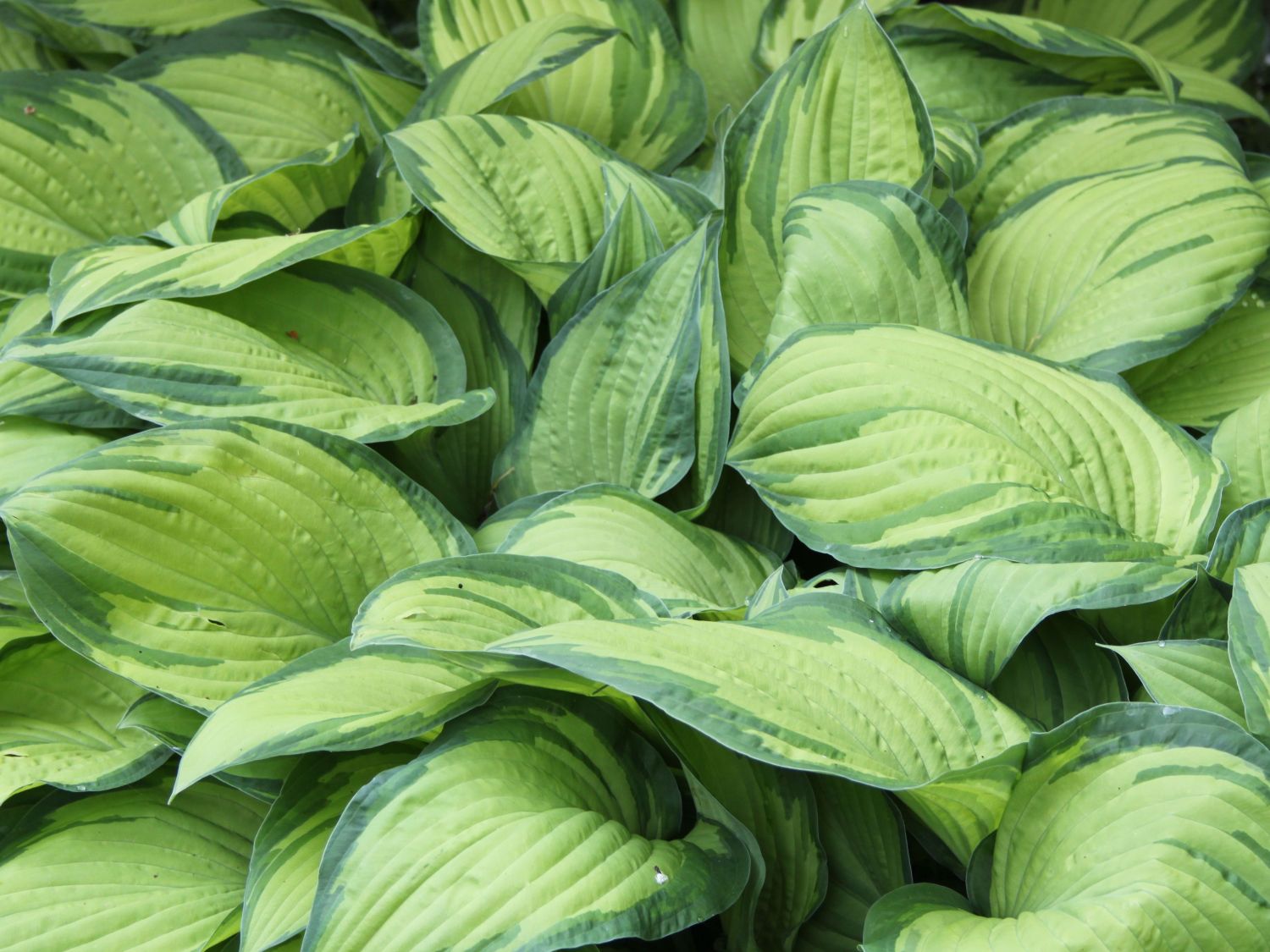 Graublättrige Gelbgrüne Funkie 'Albopicta'