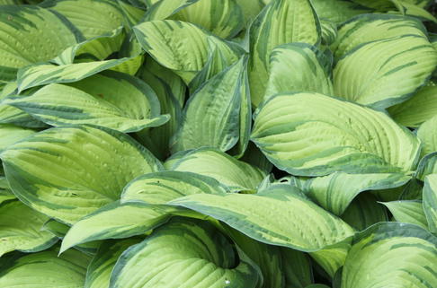 Graublättrige Gelbgrüne Funkie 'Albopicta' - Hosta x fortunei 'Albopicta'