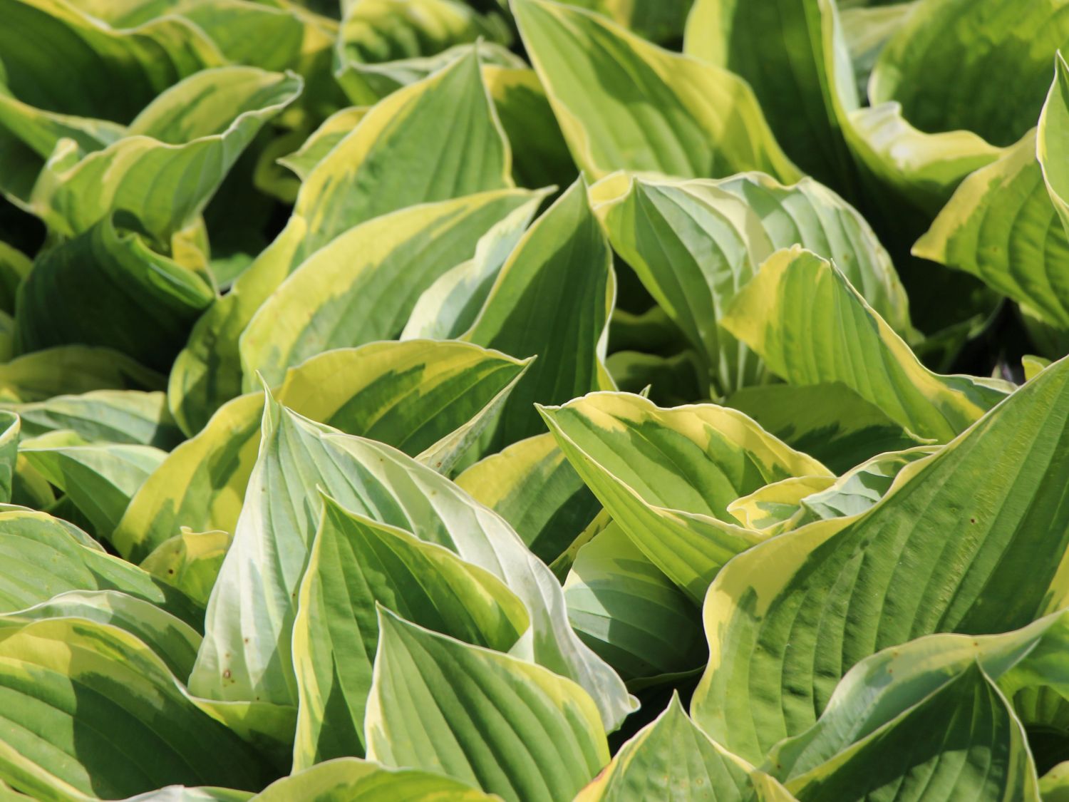 Graublättrige Goldrand-Funkie 'Aureomarginata'