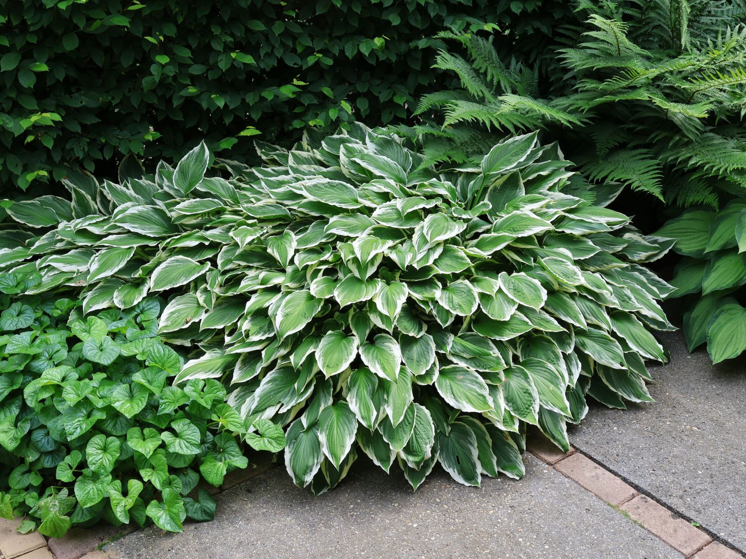 Graublättrige Weißrand-Funkie 'Carol'